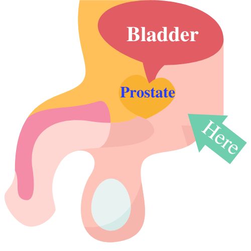 Prostate Location