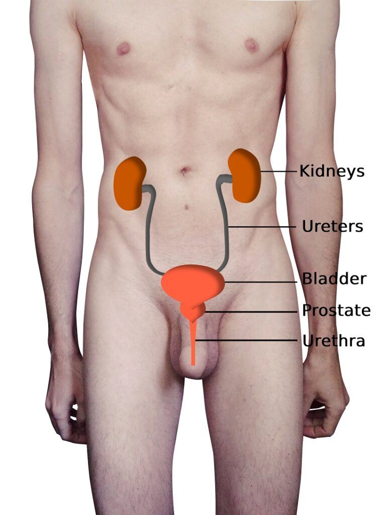 Urinary_system